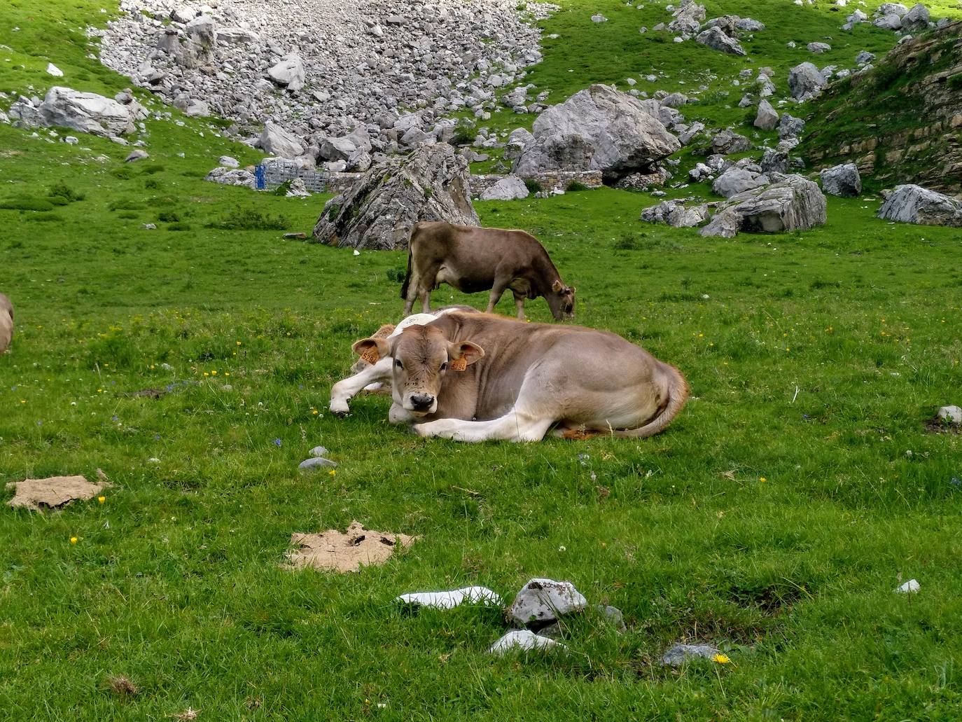 Las vacas pastan tranquilamente en el valle