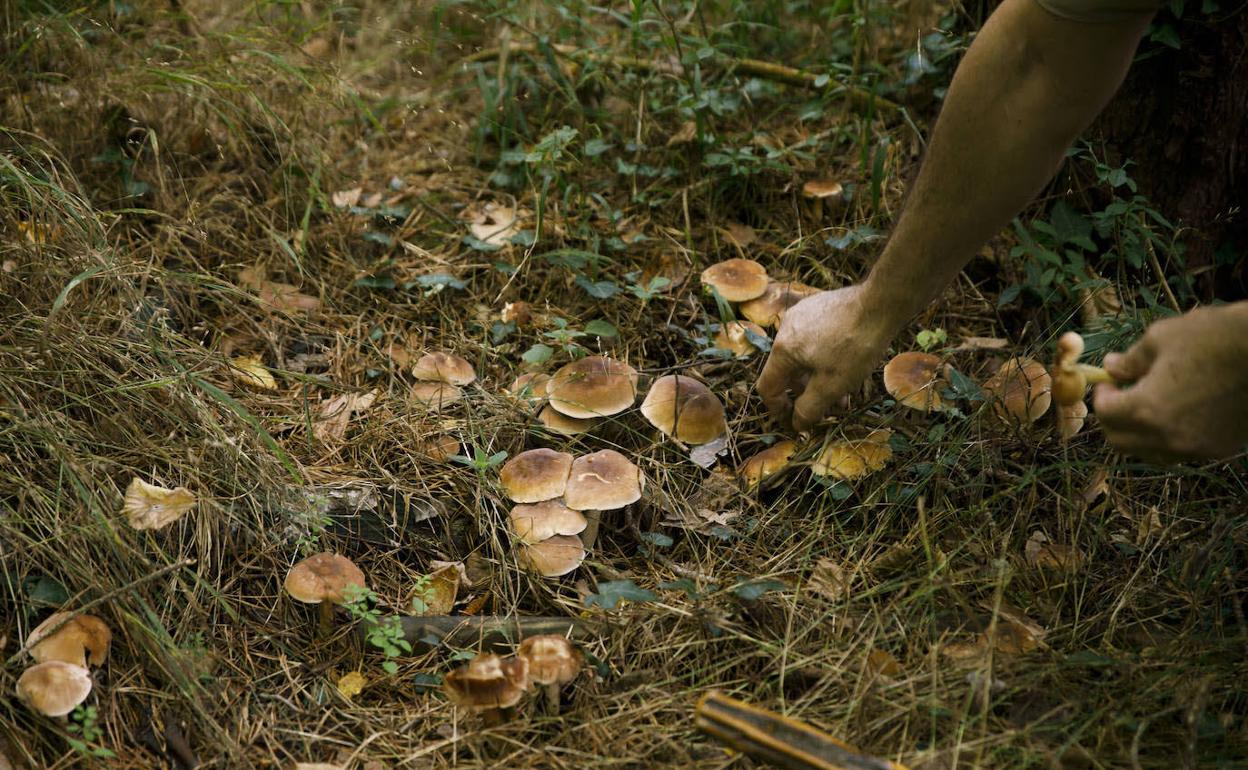 Recogida de setas en un monte. 