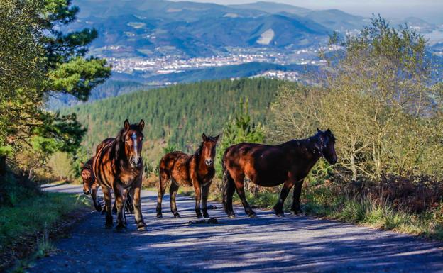 aballos en la subida del Balcón de Bizkaia. 