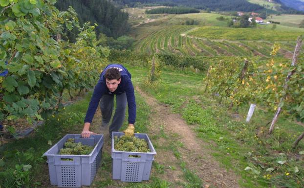 Un momento de la vendimia en las bodegas Berroja. 