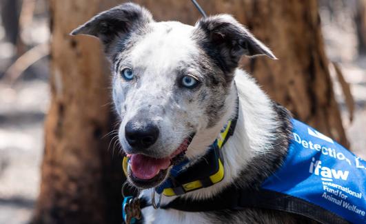 Bear, un perro que ayuda a rescatar koalas de los incendios de Australia.