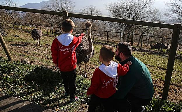 Avestruces en el parque del Karpín.