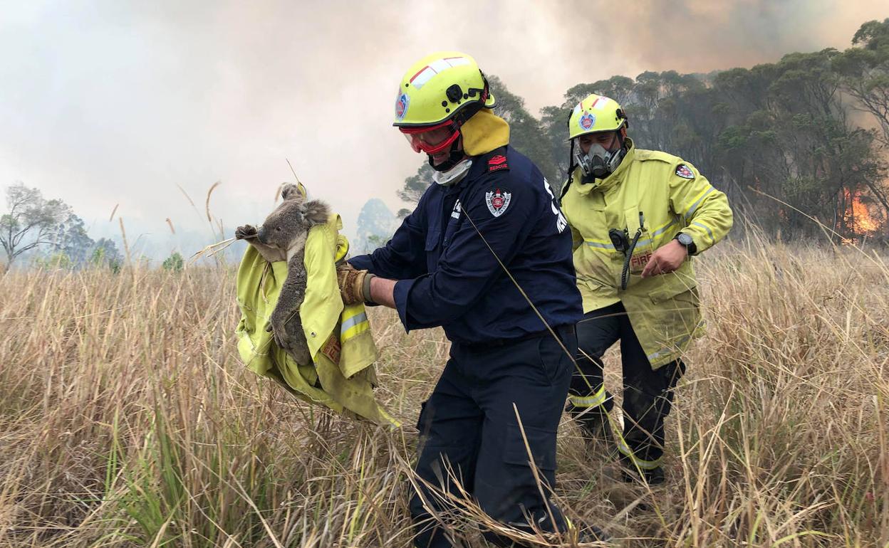 Los servicios de rescate salvan a un koala de los incendios de Australia.