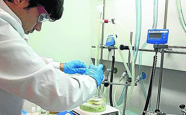 La mayor parte de la labor investigadora se hace en la UPV. 