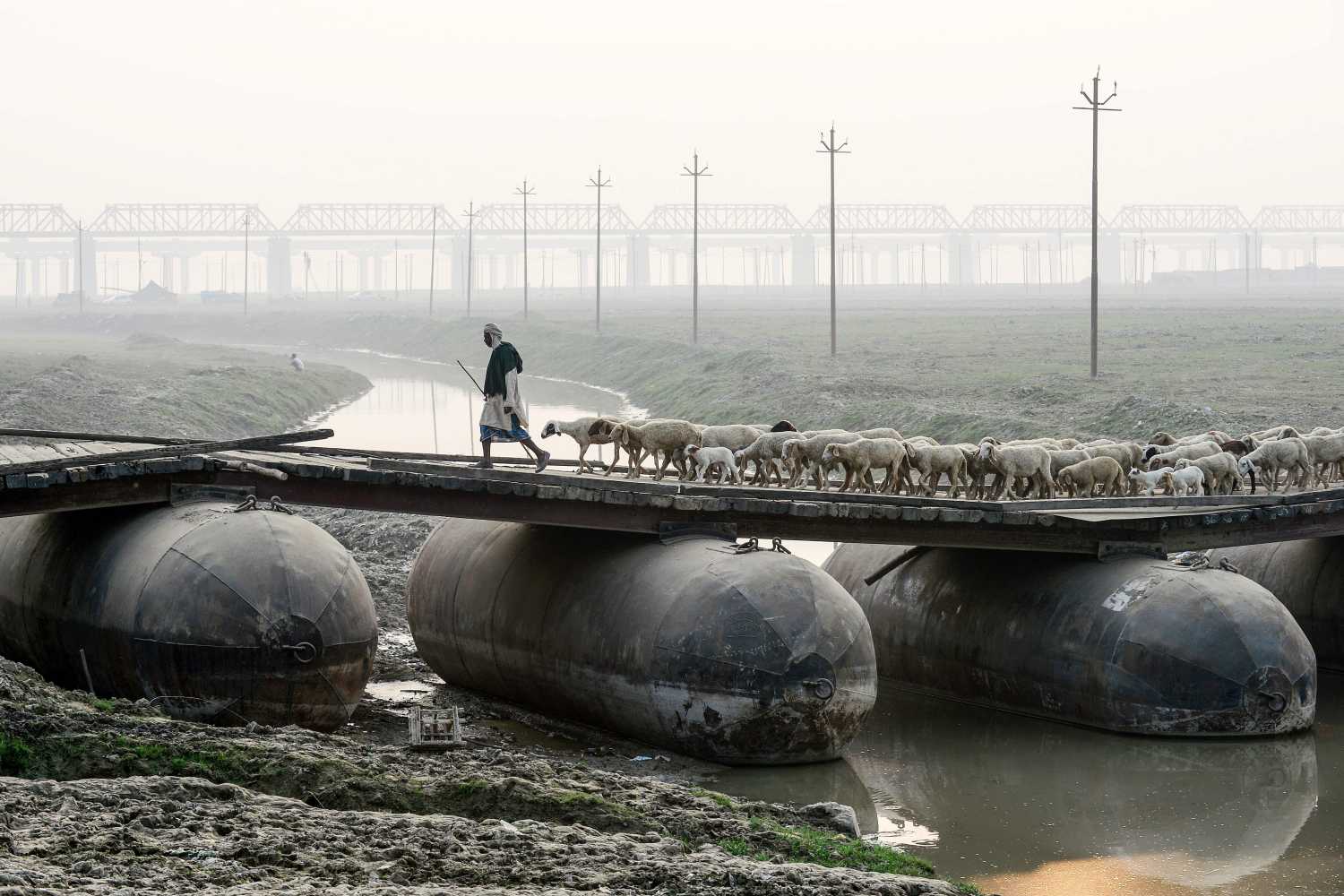 Un pastor conduce un rebaño de ovejas en un puente de pontones en Allahabad, India