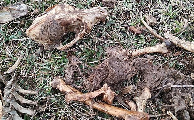 Imagen principal - El guarda forestal conserva los restos «bajo custodia»,