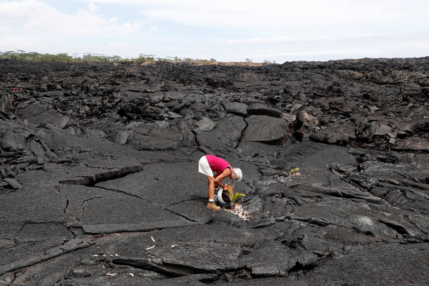 Diane Cohen, de 64 años, se vio obligada a dejar su casa cuando el volcán Kilauea entró en erupción y cubrió con lava las inmediaciones. En la imagen, planta un árbol en su propiedad de Kapoho, en Hawai.