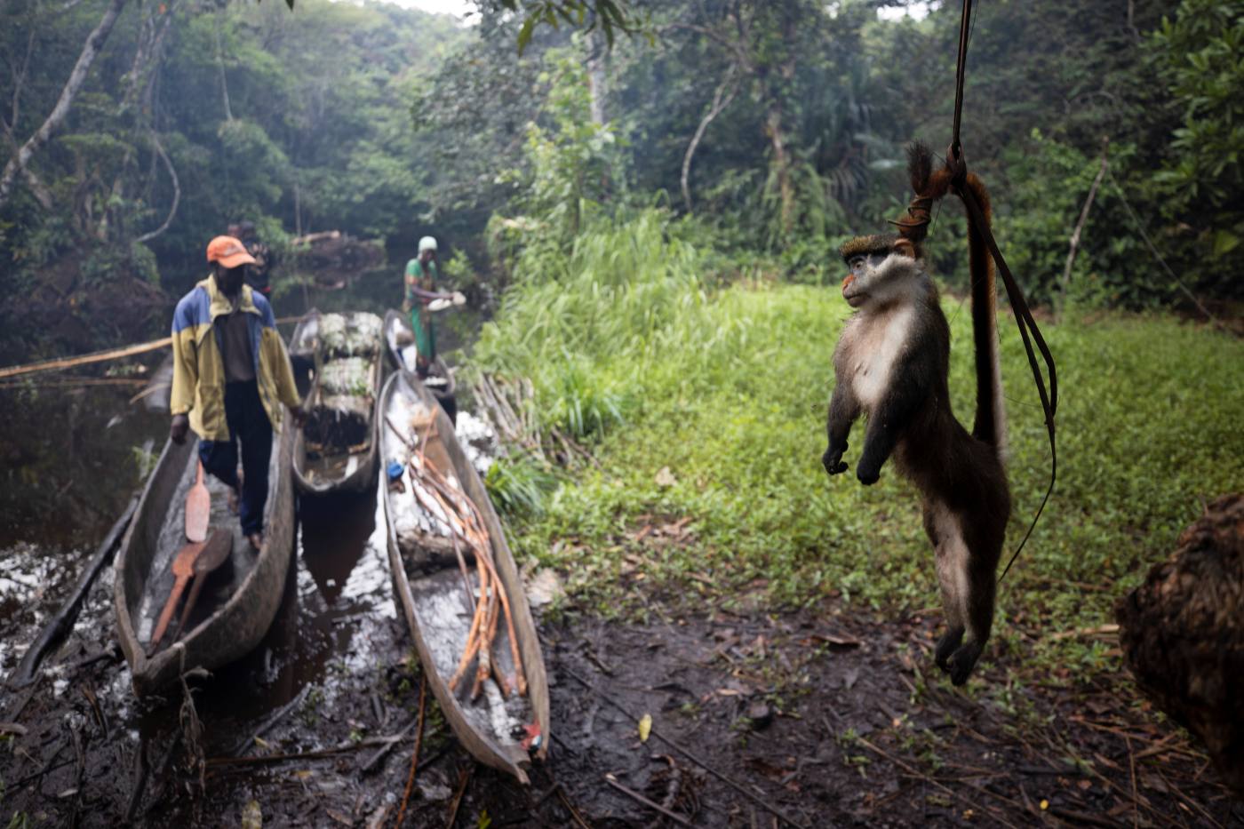 Un mono de cola roja muerto y colgado de un árbol en un bosque del Congo.