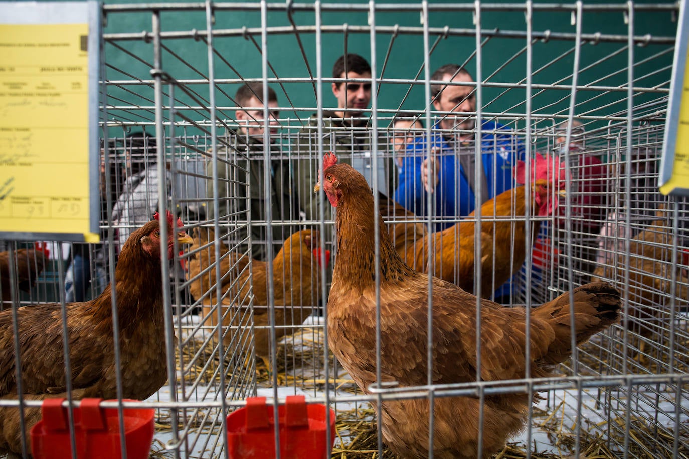 Fotos: Gordexola disfruta de su feria ganadera, agrícola y de artesanía