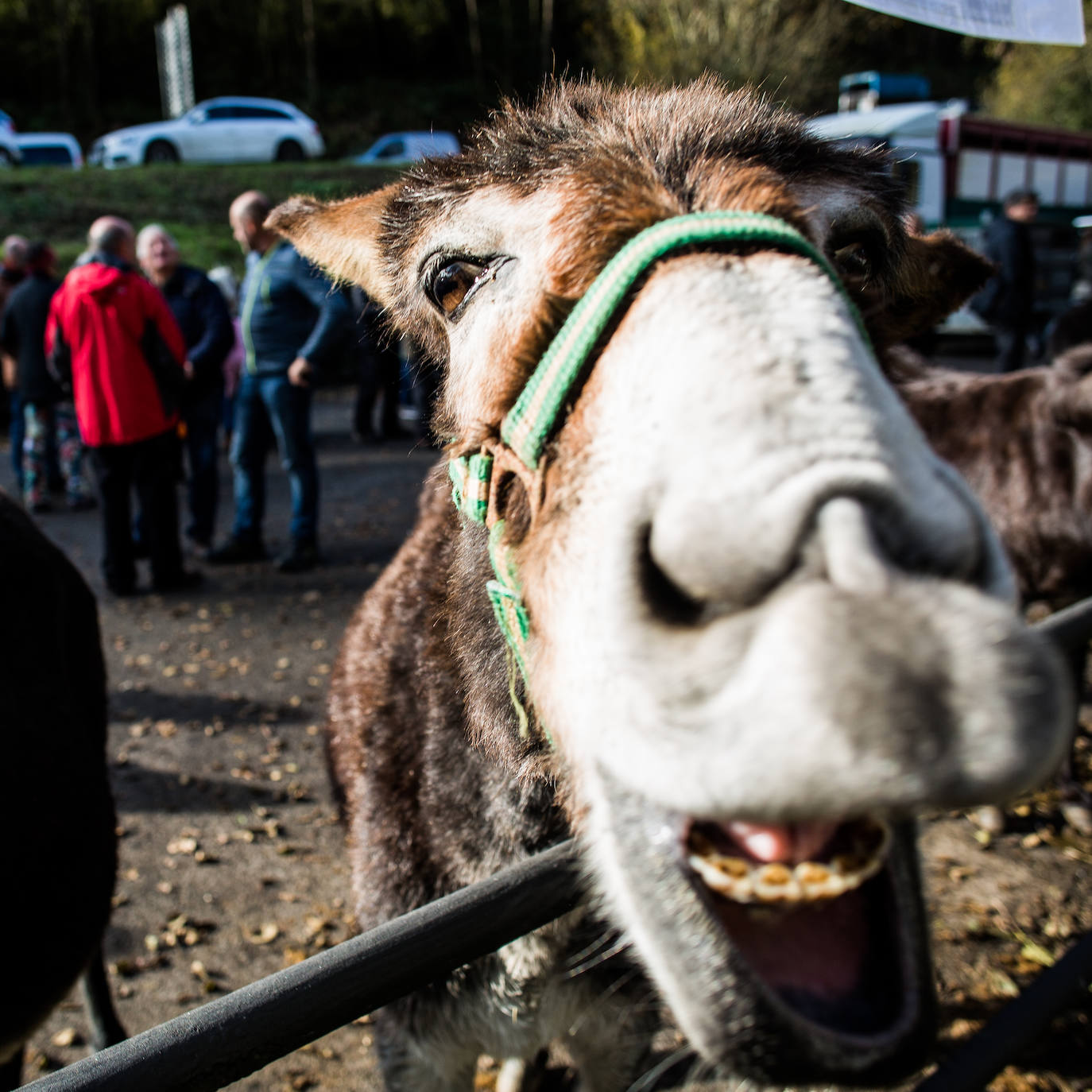 Fotos: Gordexola disfruta de su feria ganadera, agrícola y de artesanía