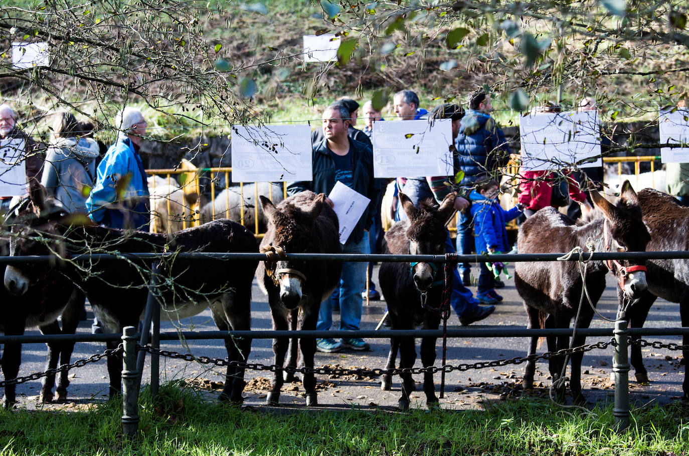 Fotos: Gordexola disfruta de su feria ganadera, agrícola y de artesanía