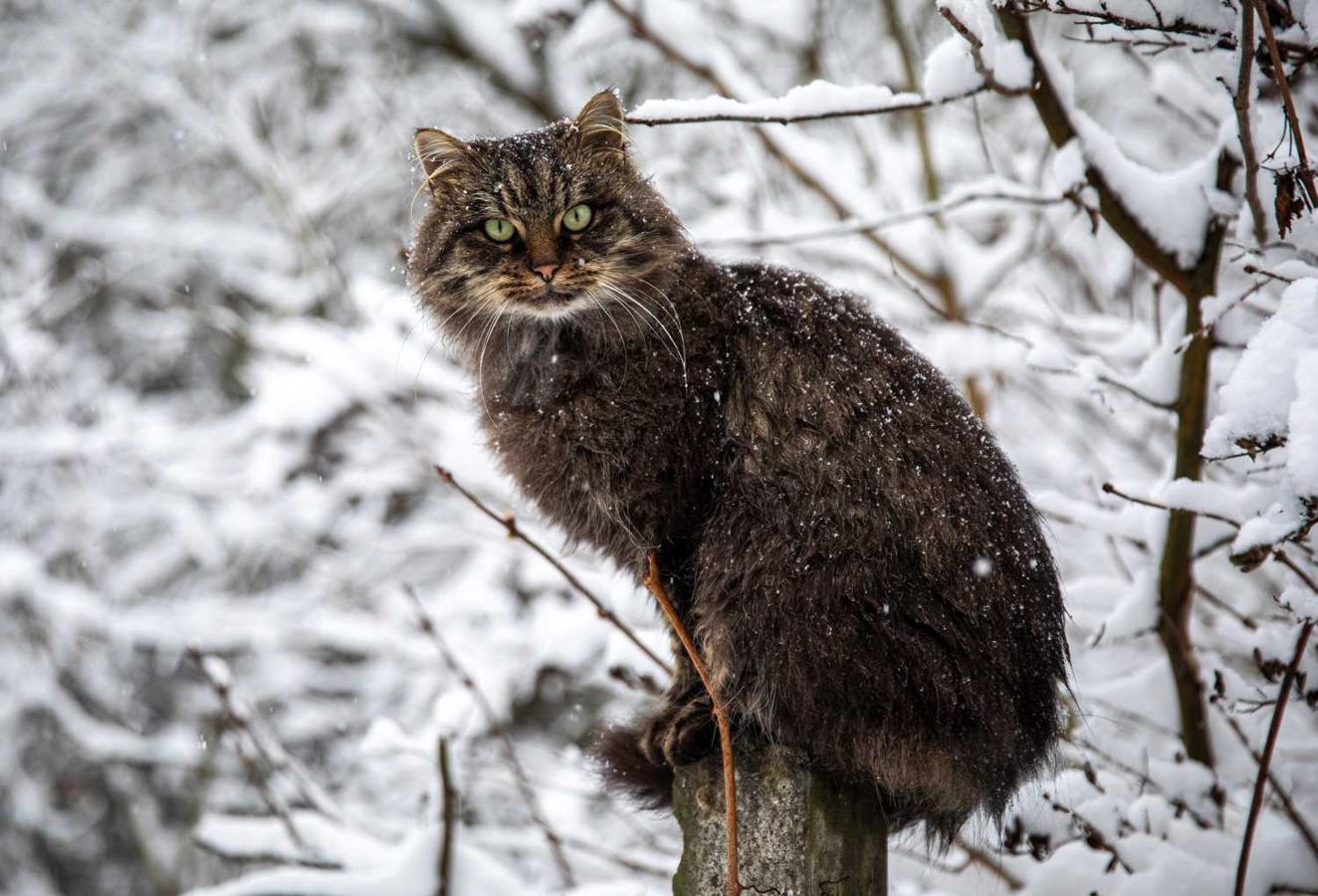 Un gato descansa sobre el tronco de un árbol en la ciudad de Surary (Hungría)