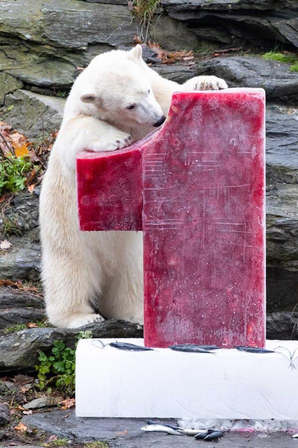 El oso polar Hertha durante su primer cumpleaños en el zoológico Tierpark en Berlín, (Alemania) 