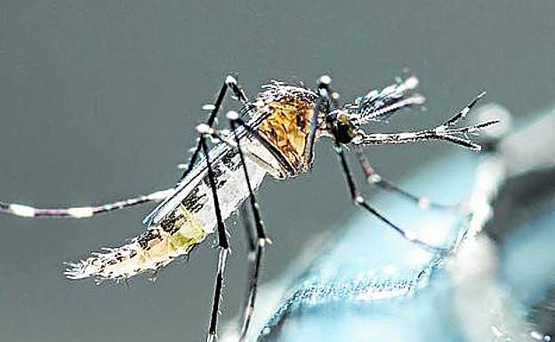 Mosquito tigre. El calentamiento global está provocando su expansión. Ya está establecido en el Levante y es transmisor de enfermedades como el dengue. En octubre, se han detectado ejemplares adultos en Irún.