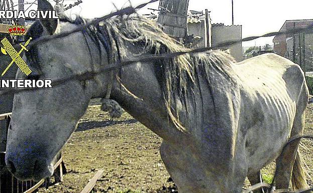 Caballo maltratado recuperado en una finca de Murcia.