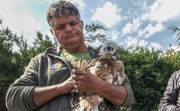 Suelta de dos crías de águila bonelli de la Diputación de Alava en Antoñana.