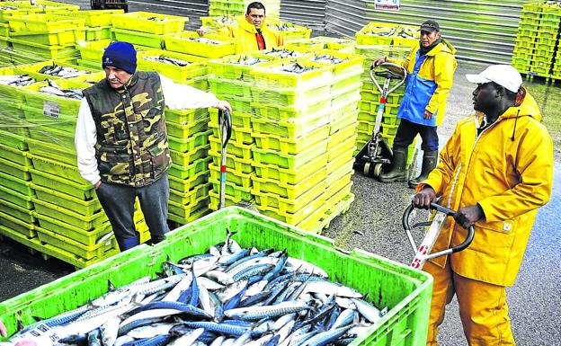 Descargas de verdel en el puerto de Ondarroa durante la costera de este año. 