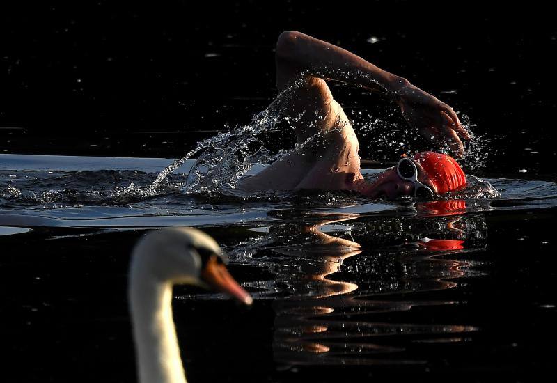 Un nadador pasa junto a un cisne en un entrenamiento en el lago Serpentine en Londres. 23 de agosto de 2019.