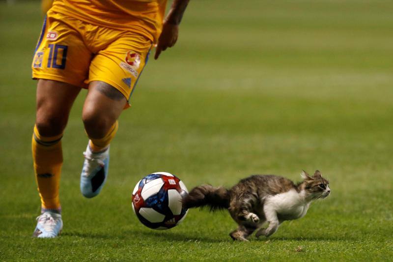 Un gato interrumpe el partido entre Tigres y el Real Salt Lake durante su partido de la Copa de Ligas. 24 de julio de 2019.