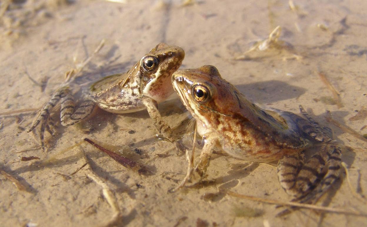 La presencia de la rana ágil alcanza ya los 1.800 adultos en Larrinzar.