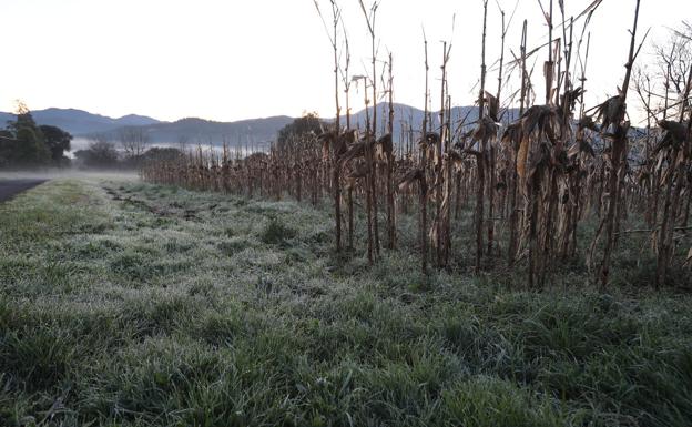 Nuevo despertar gélido: -4,3 en Treviño, -3,3 en Otxandio, -2,3 en Balmaseda...