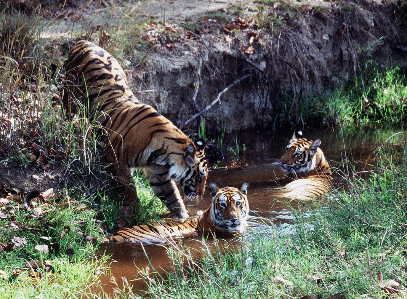 Otro destino de obligada visita en Madya Pradesh es el parque nacional de Bandhavgarh, donde se pueden observar tigres y es mucho más asequible que un safari en África.