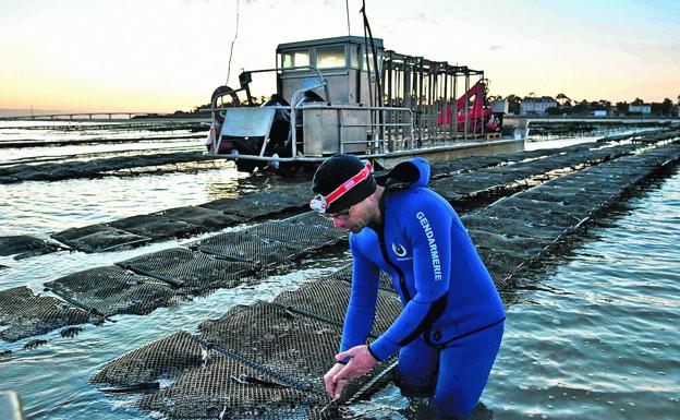 Tóxicas. Un gendarme examina cultivos de ostras en el litoral atlántico francés.