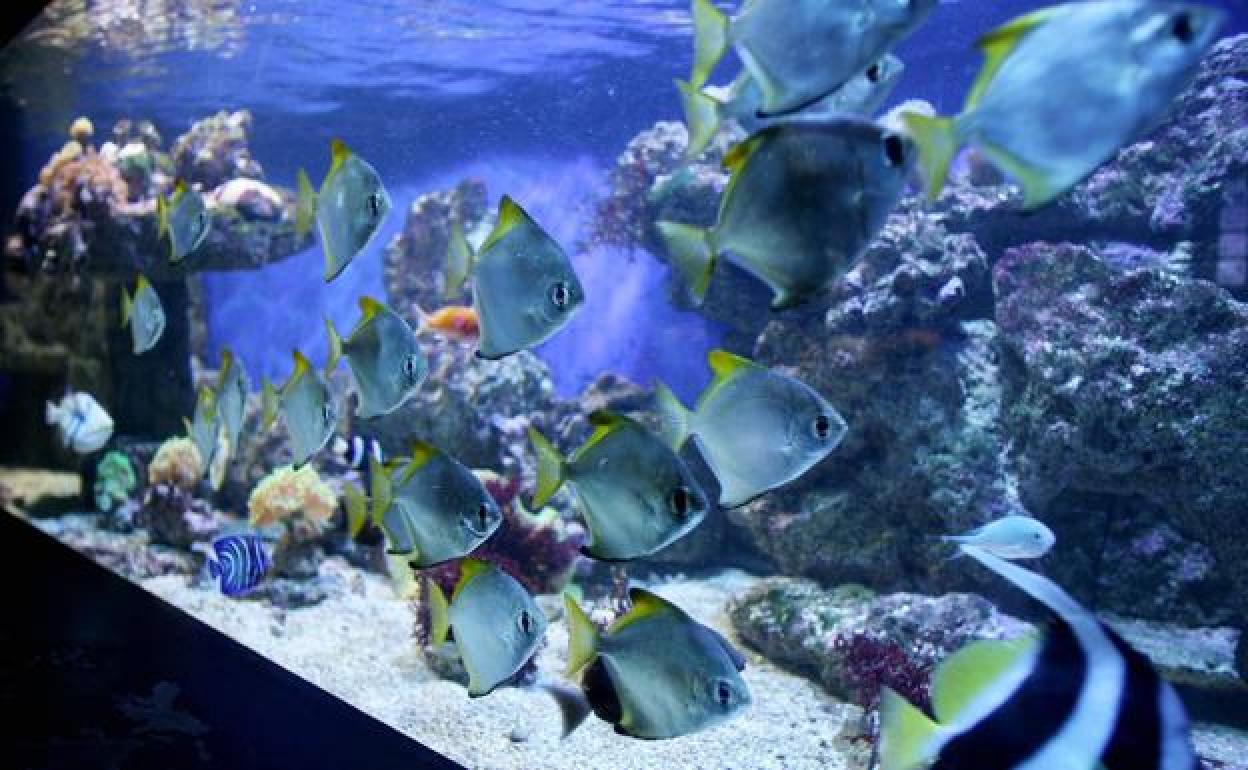 El acuario de Getxo.