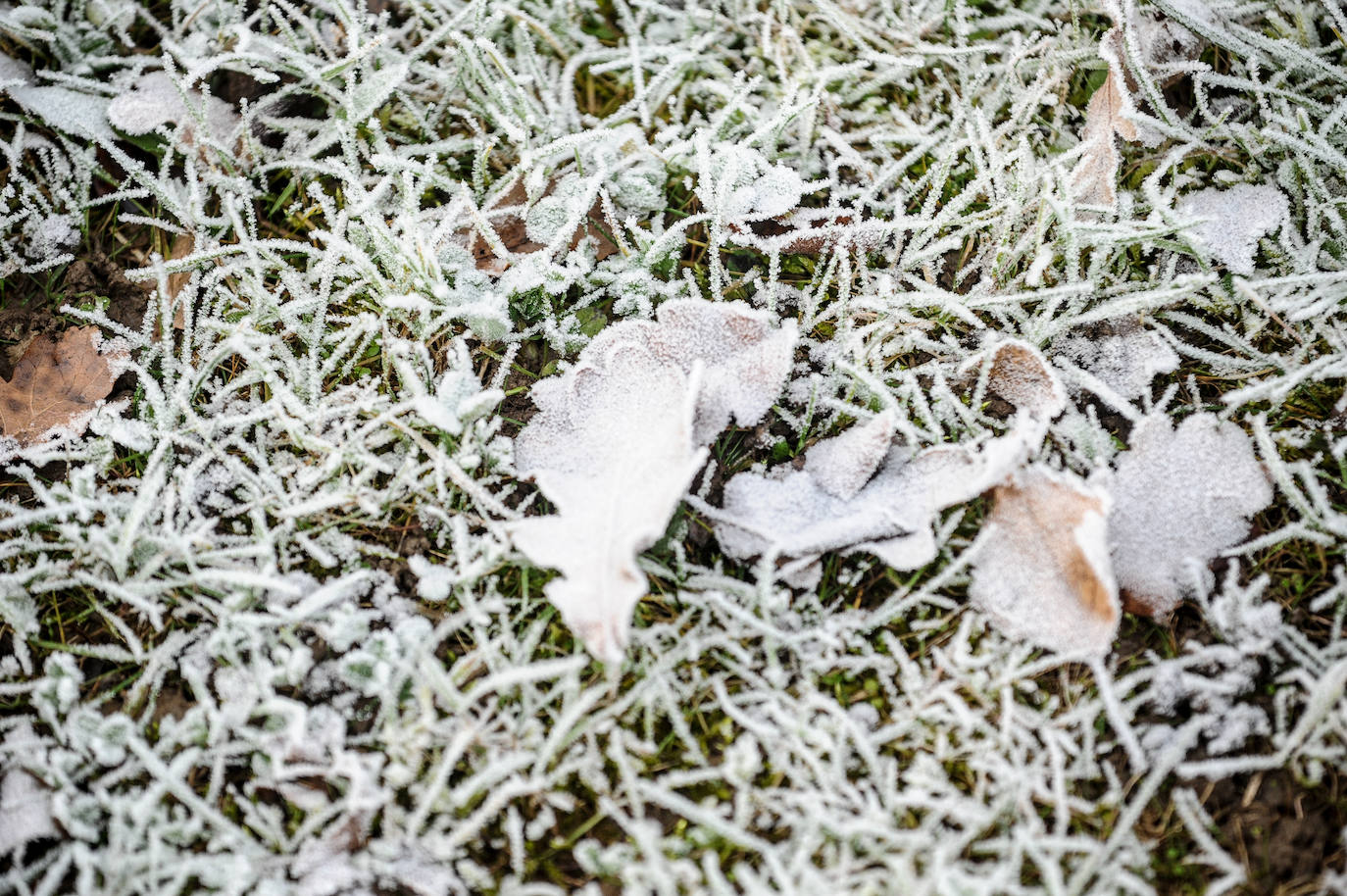 Fotos: Alava amanece de nuevo con heladas
