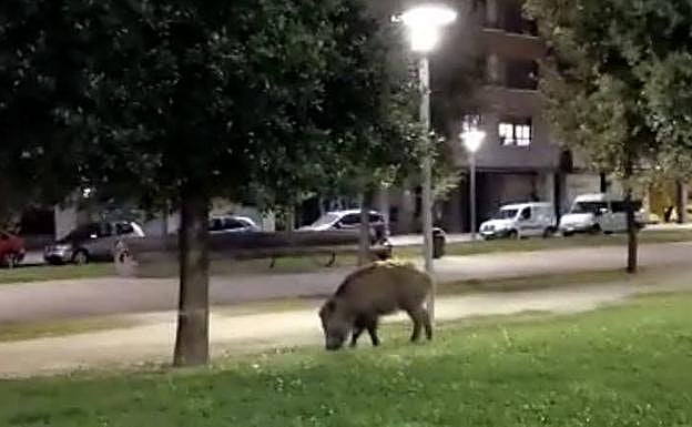 Imagen de un jabalí en plena zono entramado urbano de Salburua.