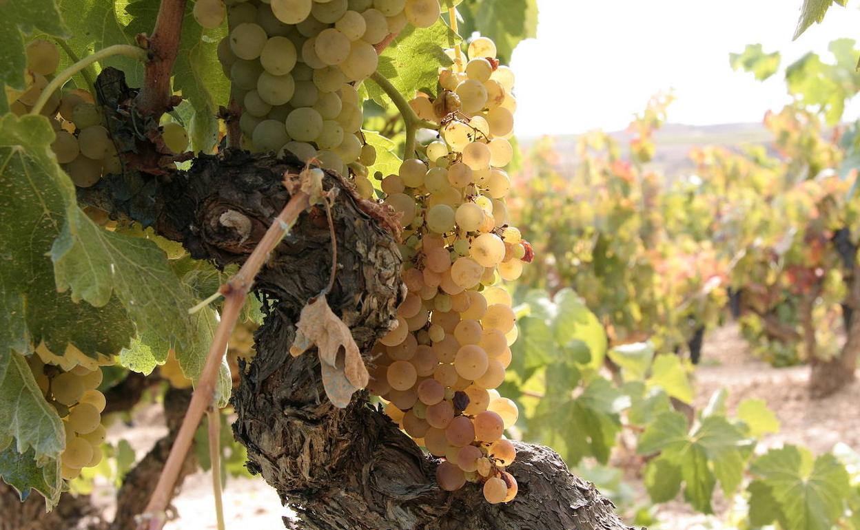 Un particular localizó el cuerpo en una viña de Baños de Ebro.
