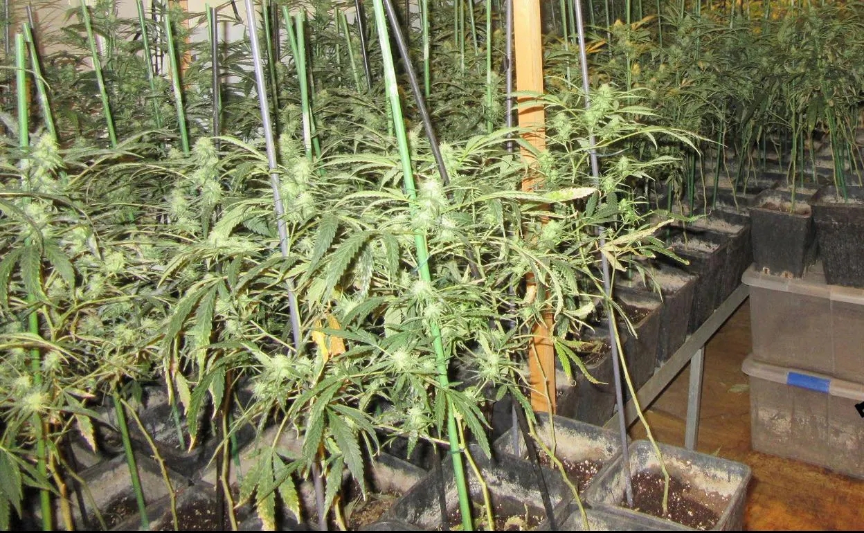 Plantas de marihuana en un invernadero. 