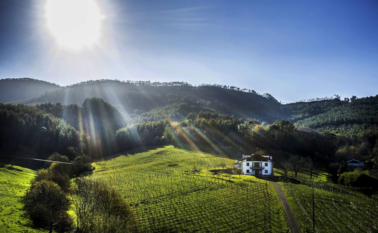 Los viñedos en Bakio.