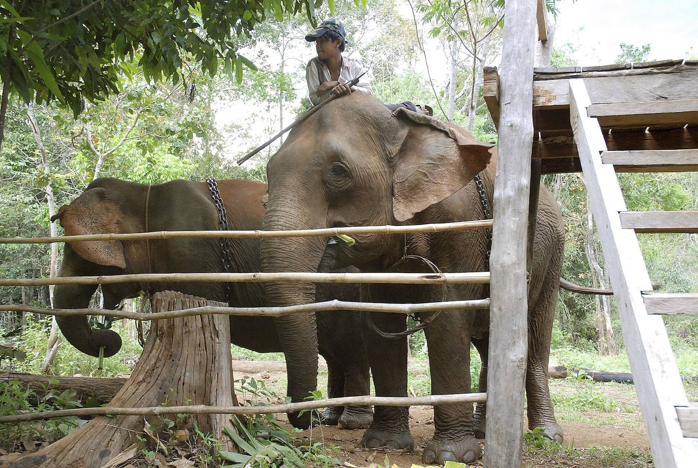 Hemendik aurrera elefante hauen gainean paseoak ematea debekatuta egongo da.