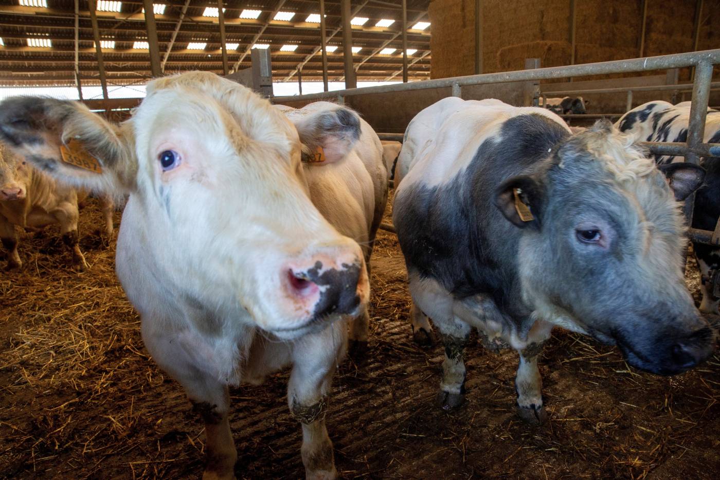 Varias vacas de la raza azul belga en su establo en Awans (Bélgica). 