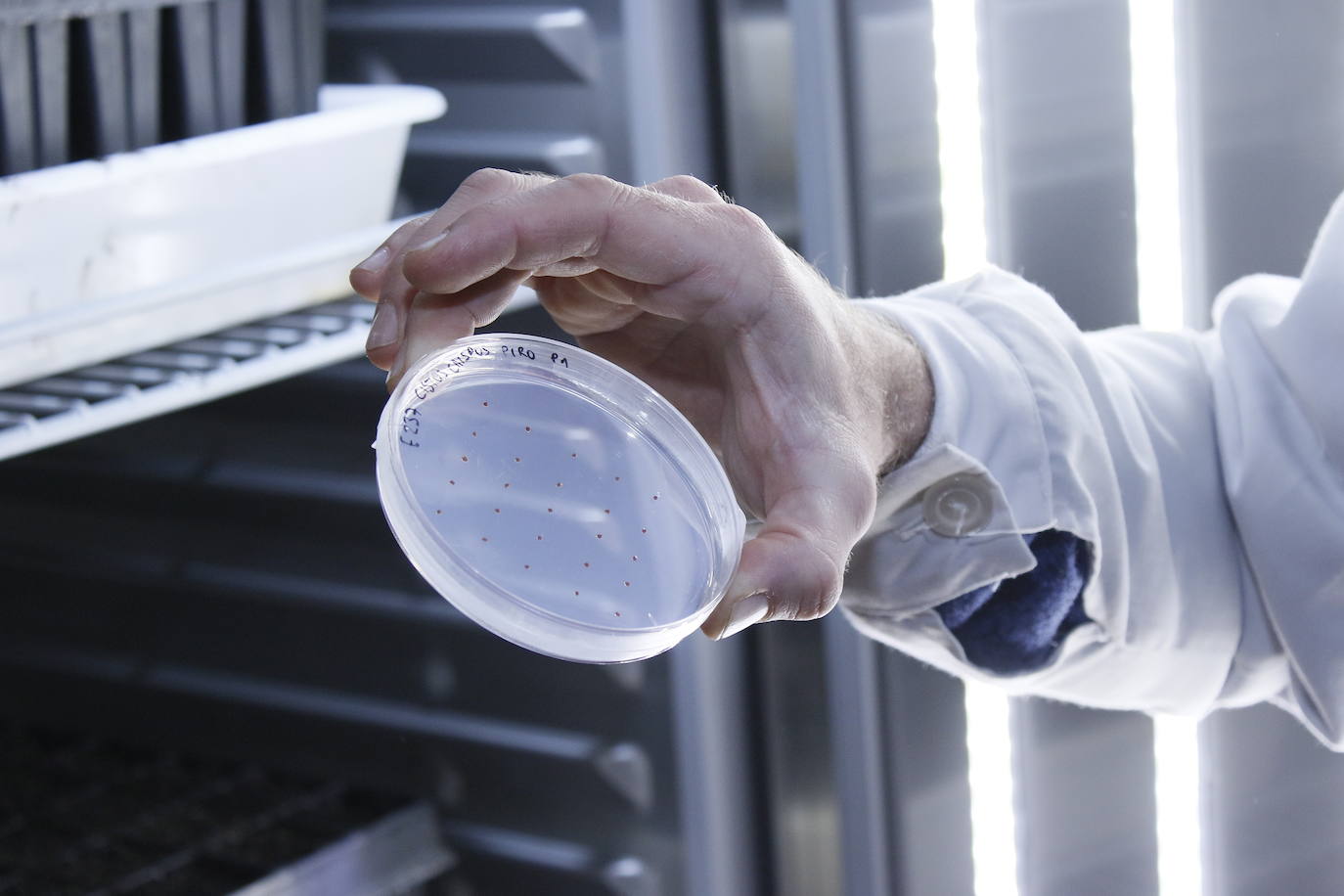 Las cámaras de germinación son el lugar donde brotan las semillas en las placas de petri para ser posteriormente plantadas en pequeñas macetas.