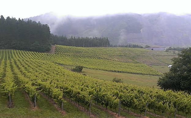 Viñedos Bodega Bizkai-Barne.