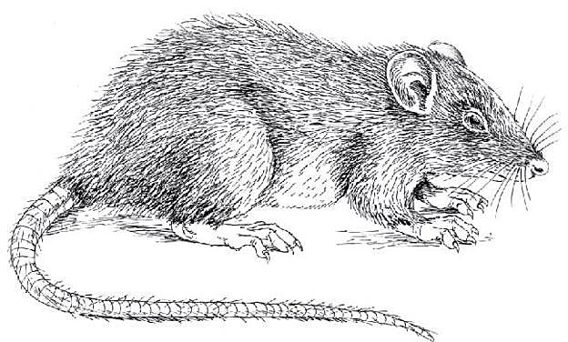 La población de ratas se duplica en Bilbao en solo cinco años