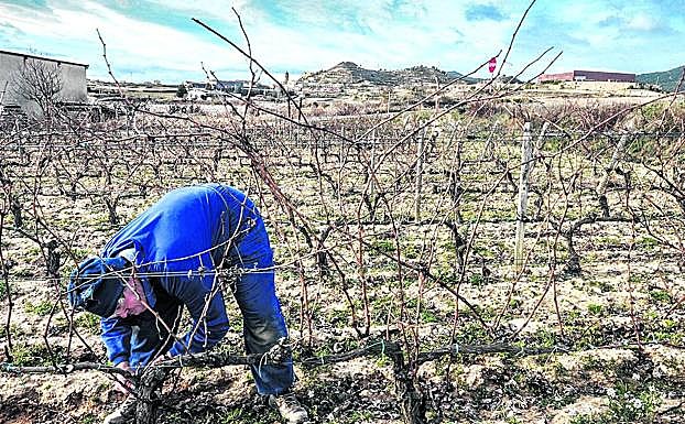 Un agricultor efectúa tareas de poda en una viña de Labastida.