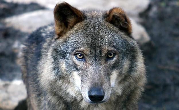 La Unión Europea considera el lobo especie de interés comunitaria.