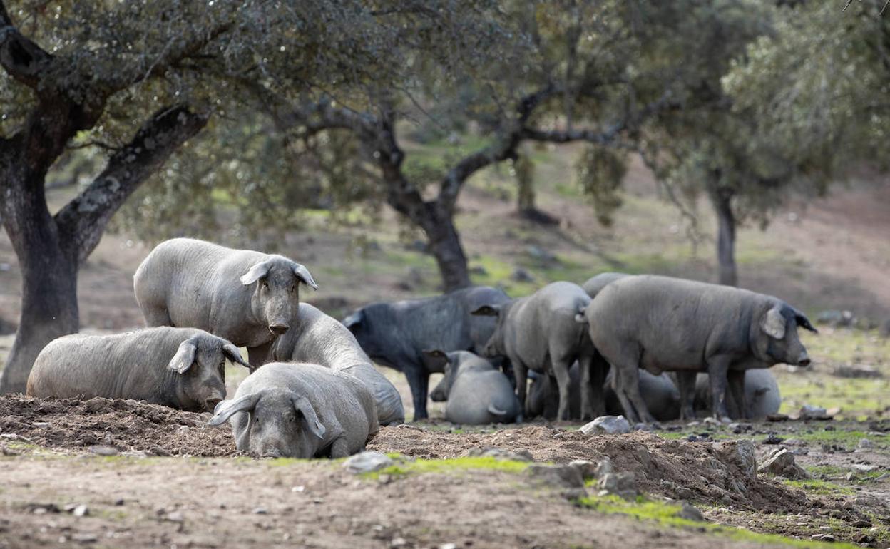 Cerdo ibérico, el rey de la dehesa