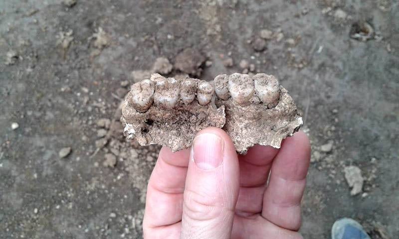 Fotos: Hallan diez esqueletos en la primera fosa carlista de Euskadi