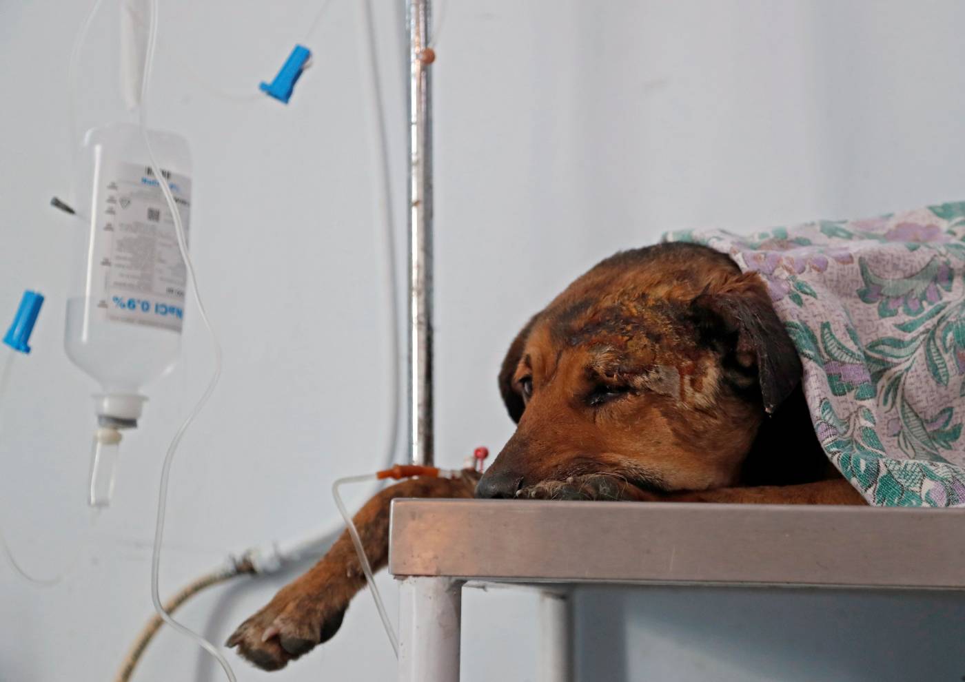 Un perro callejero herido recibe tratamiento tras ser esterilizado en la Agencia de Vigilancia de Animales, en Tiflis (Georgia). Desde la guerra civil en Georgia los perros callejeros que vagan por las calles de la capital sufren todo tipo de maltratos. 