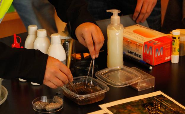 El taller de Ataria enseñará a los txikis a convertirse en un gran naturalista. 