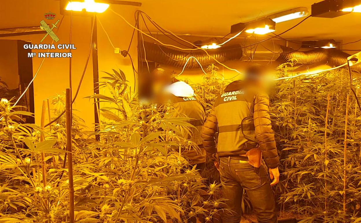 Marihuana 5 veces más potente que la de 2010: preocupación en la Guardia Civil tras la última incautación