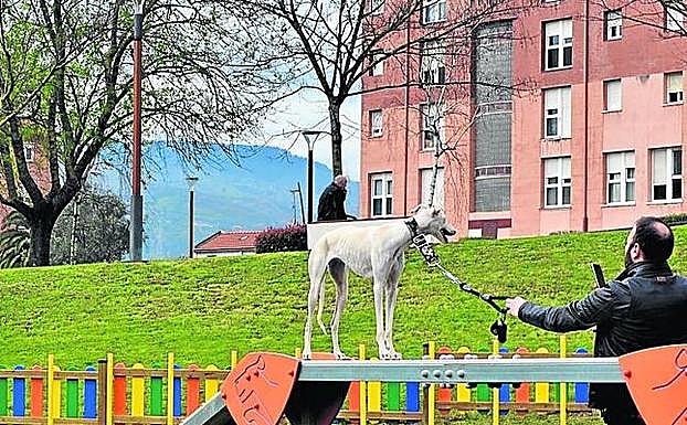 Un vecino ejercita a su perro en las instalaciones caninas. 