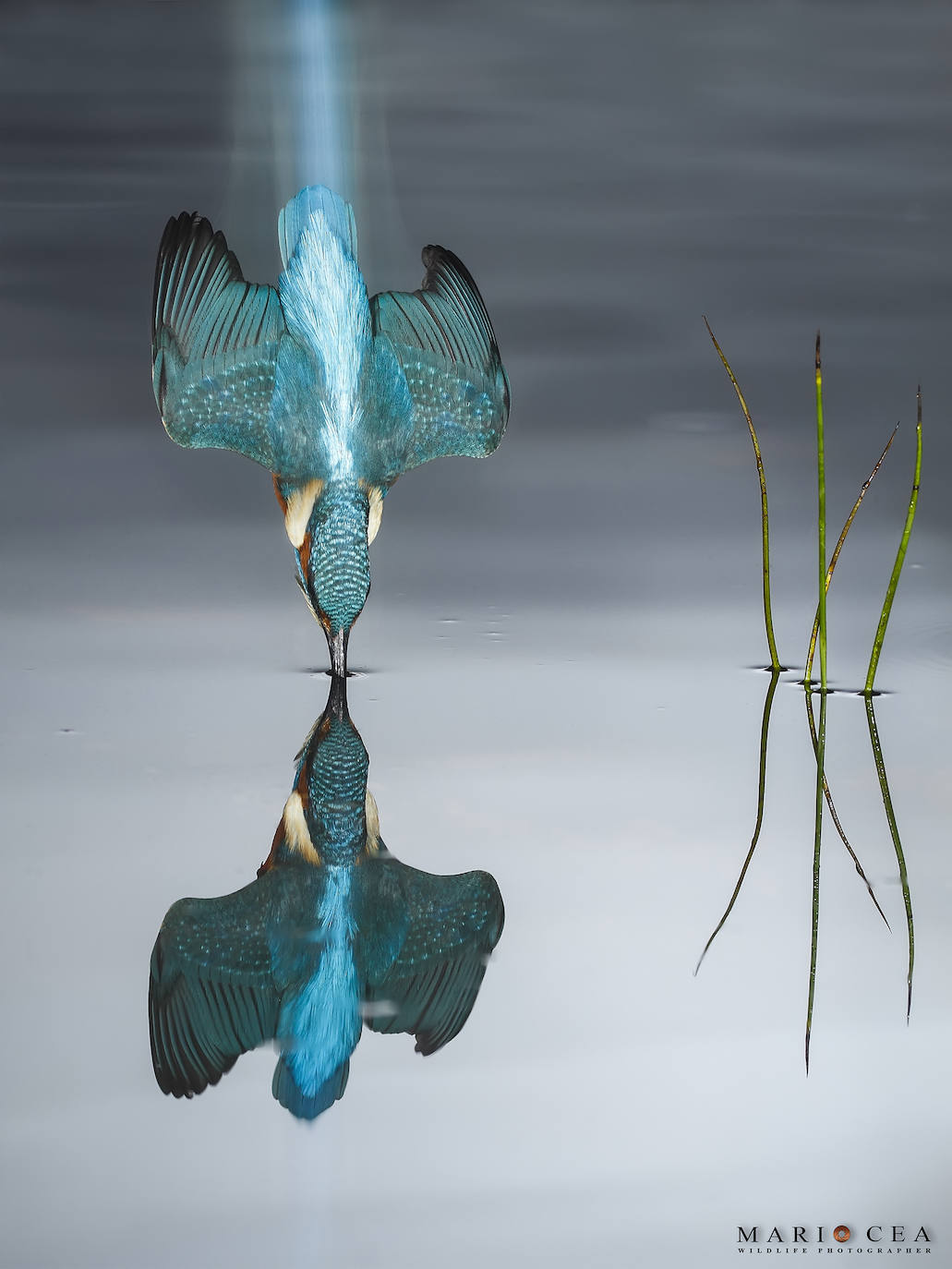 'The blue trail', galardonada instantánea del Wildlife Photographer of the Year de 2016 en la categoría People's Choice. La foto es el fruto de 6 meses de trabajo y 2.000 disparos para obtener este resultado perfecto.