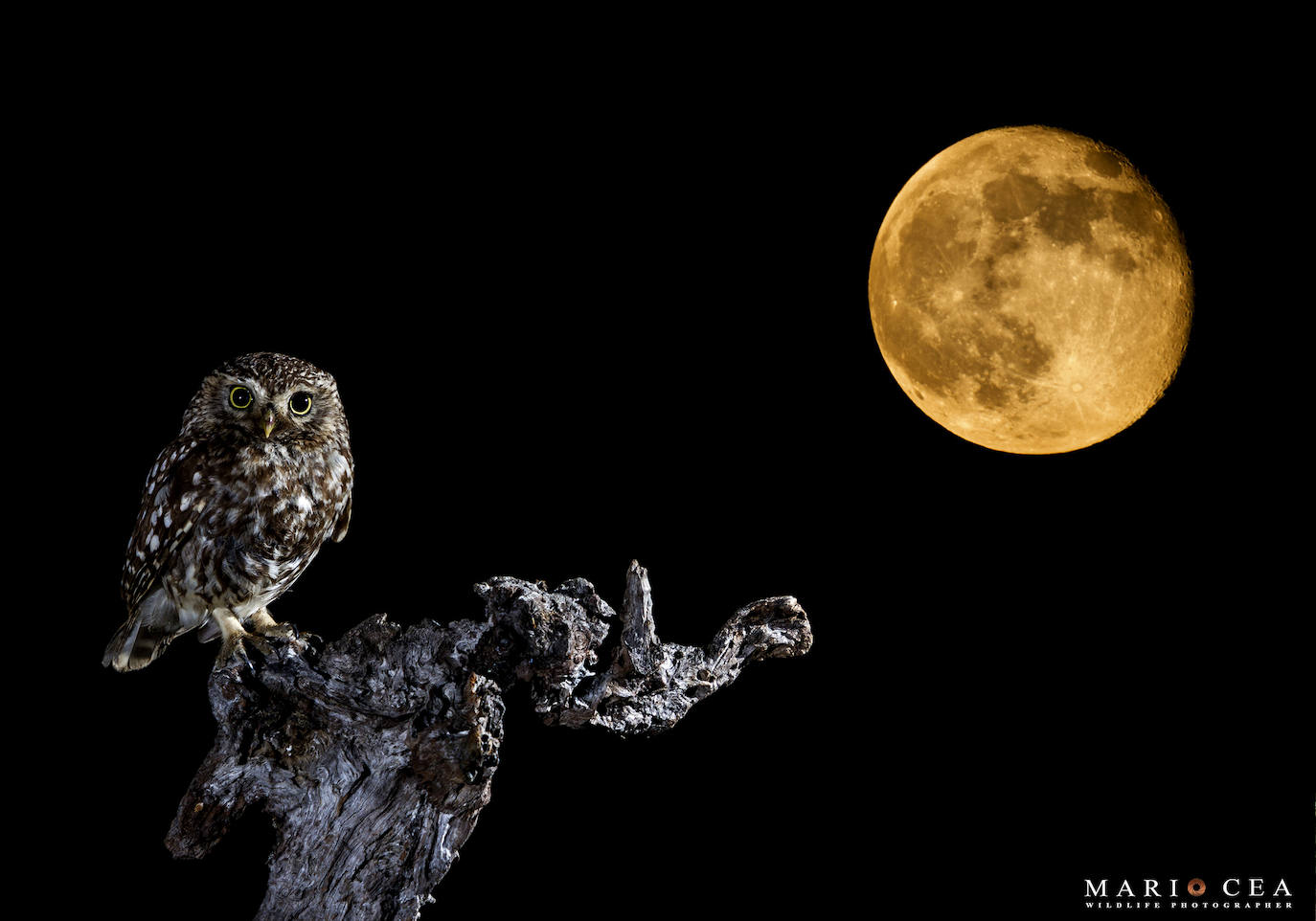 Un mochuelo comienza su jornada con las primeras luces de la luna.