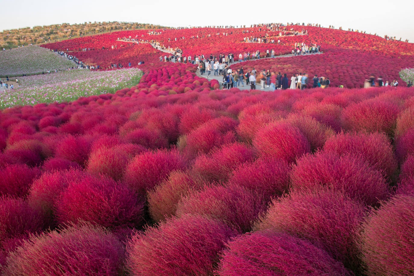 Hitachi Seaside Park, Japón