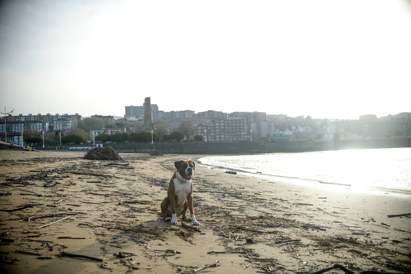 Un perro dirige la mirada hacia su dueño en la playa de Ereaga.